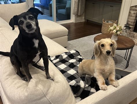 Happy National Dachshund Day! : r/dachshunds