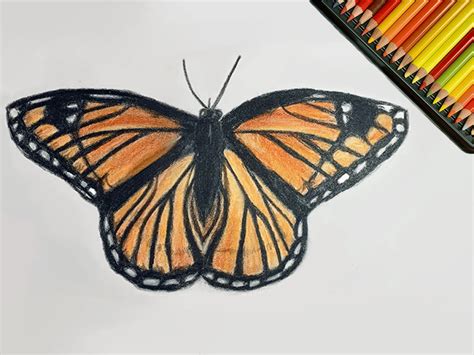 Image result for Butterfly Drawing Tutorial