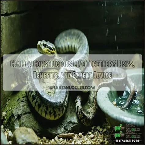 Image result for Boa Constrictor vs Python