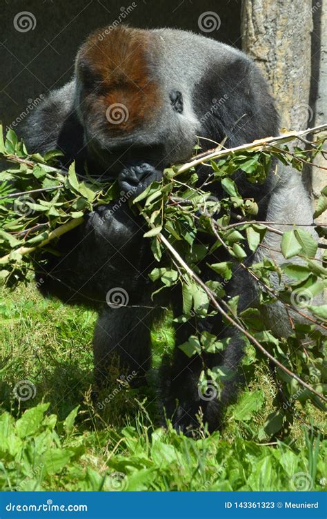 Gorillas are Ground-dwelling, Predominantly Herbivorous Stock Image ...