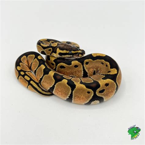 Image result for Ivory Ball Python