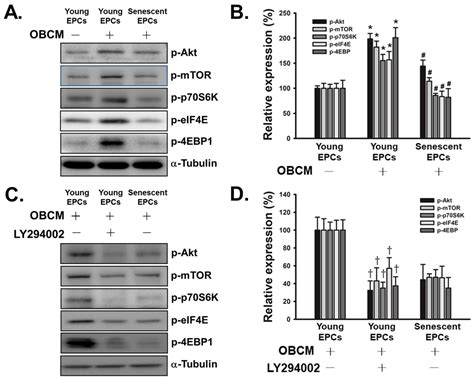 Senescence Induces Dysfunctions in Endothelial Progenitor Cells and ...