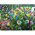 Rainbow rose flower plant (Pack of 1) : Amazon.in: Garden & Outdoors