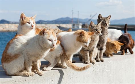 猫 画像 に対する画像結果
