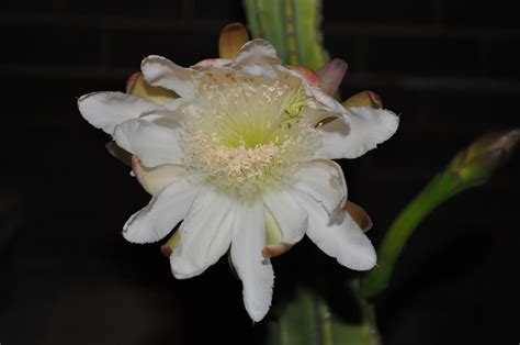 Cereus peruvianus