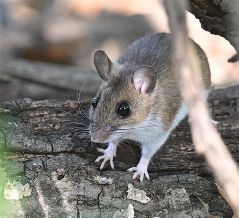 Tick-Borne Diseases: What You Need to Know