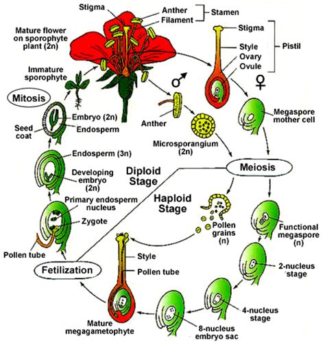 plants have Sex- only in ANGIOSPERMS? | HubPages