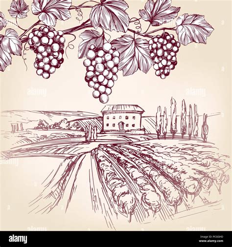 Grape Vine Sketch Grapevine Drawing Images – Browse 431,997 Stock