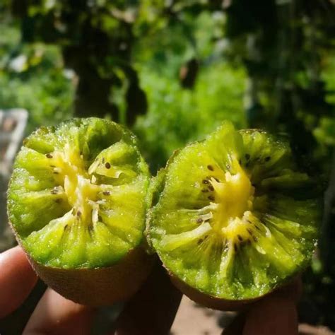 Jinfu Kiwi Live Plant ( – veliyathgardens