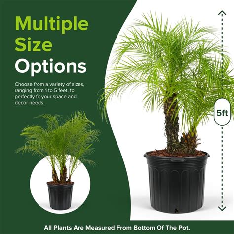 EurekaFarms Pygmy Date Palm Tree – Phoenix Roebelenii, India | Ubuy