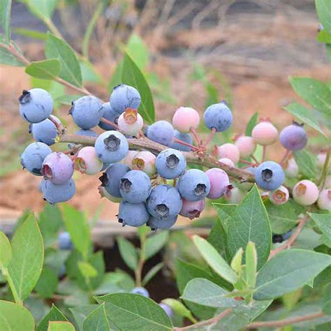 蓝梅种植适合什么地方?蓝莓适合生长在哪?-种植技术-中国花木网