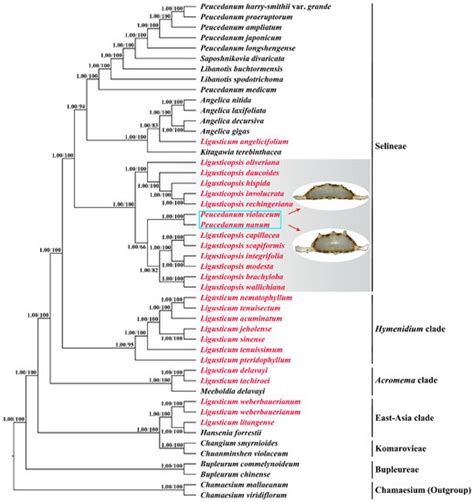 Plastid Phylogenomics Provide Evidence to Accept Two New Members of ...