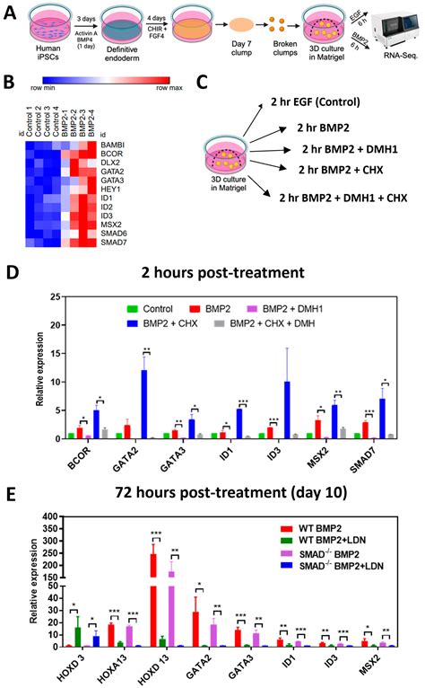 SMAD1 Is Dispensable for CDX2 Induction but Required for the Repression ...