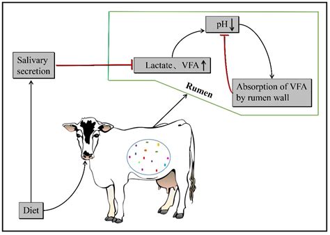 The Role of Rumen Microbiota and Its Metabolites in Subacute Ruminal ...