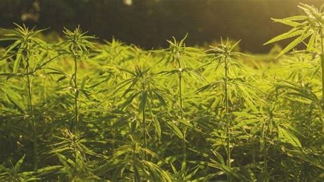 Hemp captures more carbon than trees | Thought Shrapnel