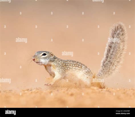 Mexican grasslands hi-res stock photography and images - Alamy