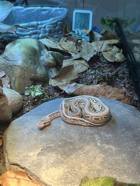 Ball Python Hatchling Care 的图像结果