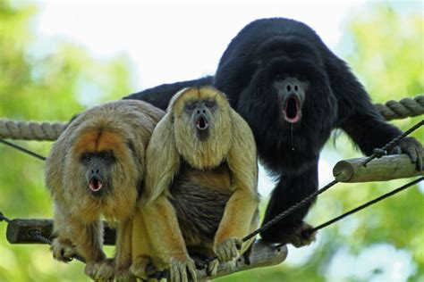 Three screaming Howler monkeys - Stanleys Monkey Gallery