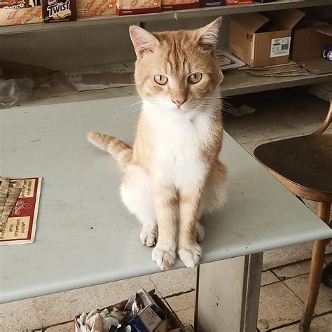 Image result for Modjo Lady Cat