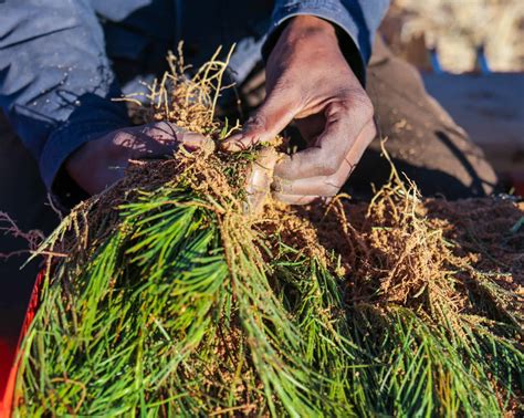 Planting rooibos tea - Carmién Tea
