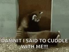 Image result for Red Panda Cuddle