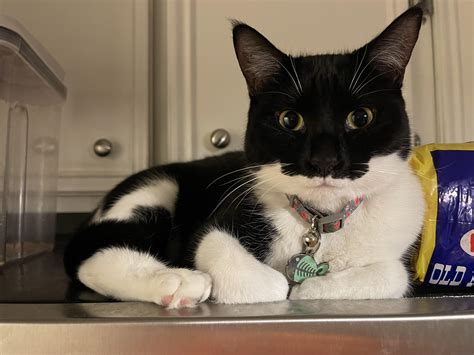 Mittens The Cat Bolt