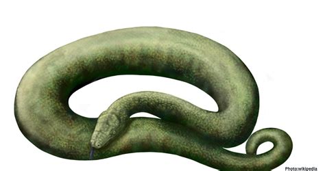 Eight Fascinating Facts About Vasuki Indicus, India's Prehistoric Snake