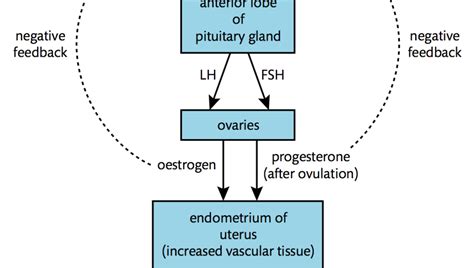 Positive Feedback Loop Example 的图像结果
