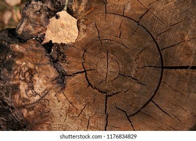 Image result for Log Top View Sprite