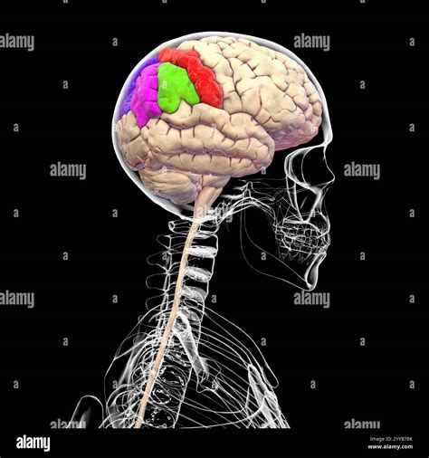 Computer illustration of the parietal gyri showing the postcentral ...