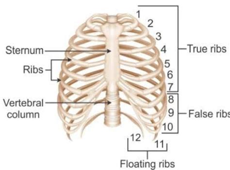 what is ribcage? draw it's diagram. what are the functions of rib cage ...