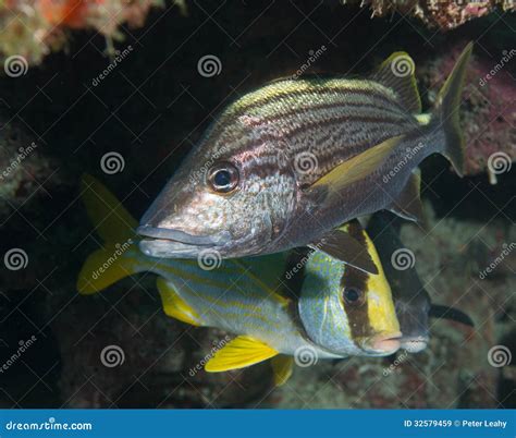 An Atlantic Ocean Species of Marine Animal. Stock Image - Image of ...
