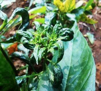 TNAU Agritech Portal :: Crop Protection