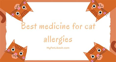Best Medication For Cat Allergies: Pet Your Feline without Allergies - MPLI