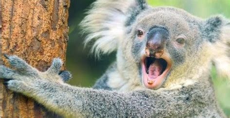 Understanding the Australian Drop Bear: A Zoological Analysis