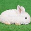 Image result for Newborn Rabbit Pictures