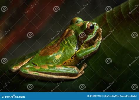 Wildlife Costa Rica, Frog in Nature Habitat. Masked Smilisca, Smilisca Phaeota, Exotic Tropical ...