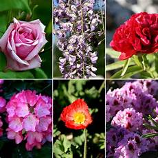 tutti i fiori cuoche dell altro mondo 3 giorni di mostra mercato tutti i fiori cuoche dell altro mondo 3 giorni di mostra mercato