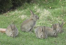 Image result for Family of Rabbits