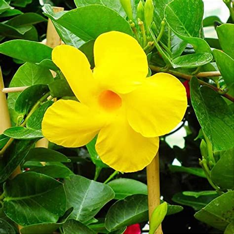 Yellow Mandevilla Sanderi Seeds Perennial Annual Evergreen Ornamental ...