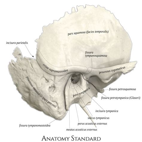 Temporal Bone Anatomy The 3D Temporal Bone Collection Plant Based