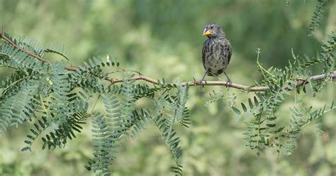 At Evolution News: There Is No Settled “Theory of Evolution” | Uncommon ...