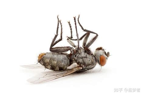 苍蝇的寿命有多长,繁殖能力怎样? - 知乎