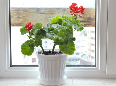 How to Grow Geraniums Indoors: 9 Steps (with Pictures) - wikiHow