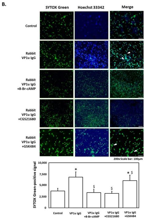 Parvovirus B19 Infection Is Associated with the Formation of Neutrophil ...