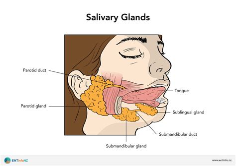 Saliva gland structure and function - ENT Info