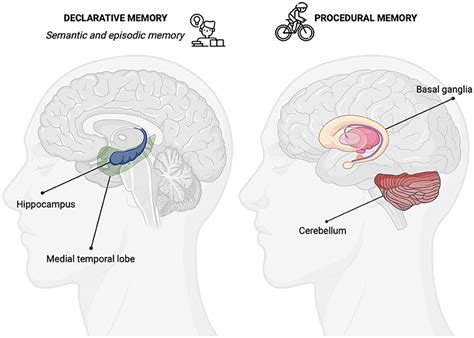 Image result for Procedural Memory Example