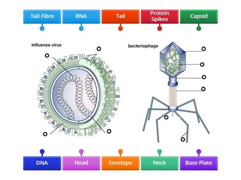 Virus Structure and Function 的图像结果