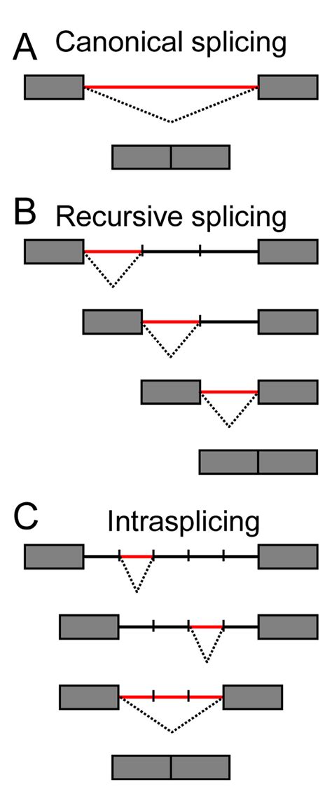 IJMS | Special Issue : Pre-mRNA Splicing