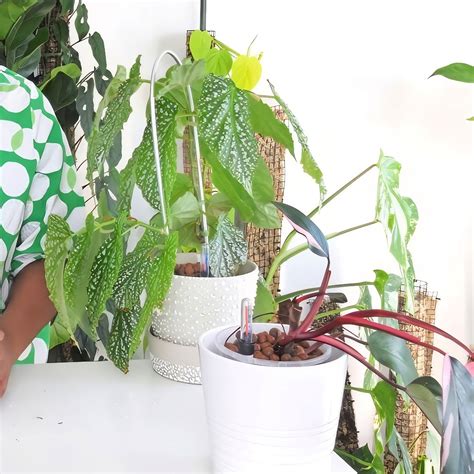 DIY Self-Watering Planter